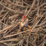 ANILLO GALLO MINI